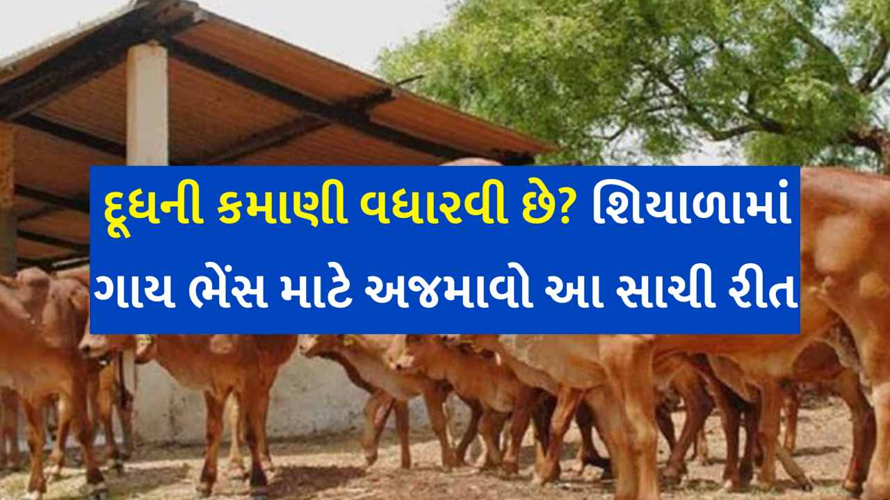 દૂધની કમાણી વધારવી છે? શિયાળામાં ગાય ભેંસ માટે અજમાવો આ સાચી રીત