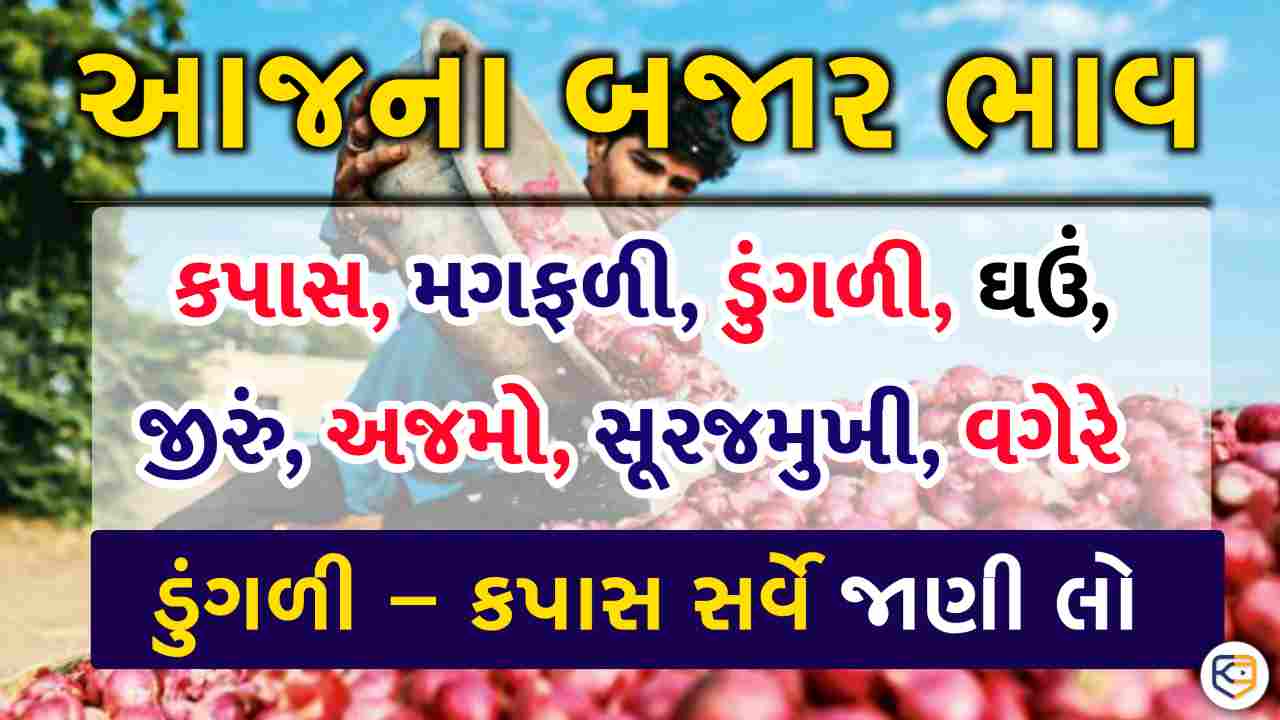 માર્કેટ યાર્ડો ખુલતા કપાસ અને ડુંગળીમાં તેજી, કપાસમાં મણે 50 રૂપિયાનો વધારો, ડુંગળી ?