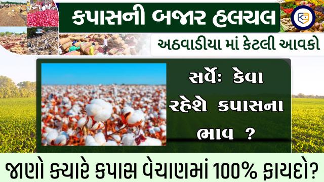 સર્વે: કપાસના ભાવમાં હવે તેજી જોવા મળશે ? સાપ્તાહિક કેટલી આવકો ? શું હશે કપાસનું ચિત્ર ?