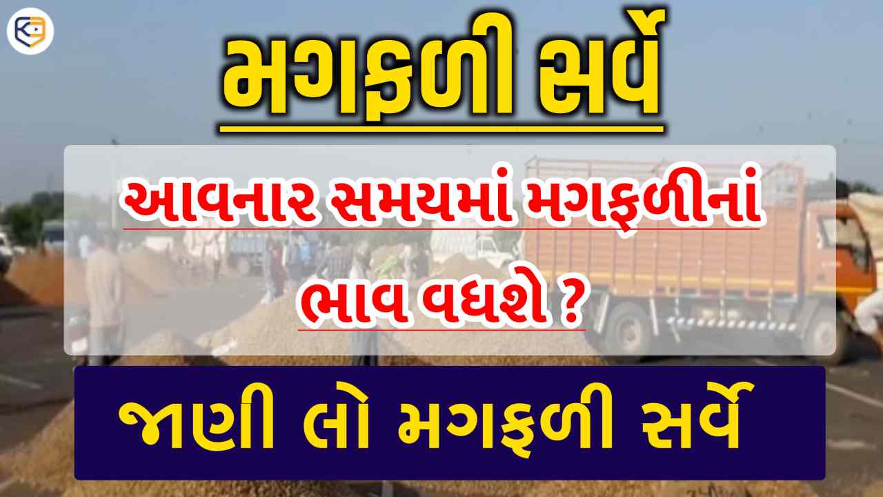 આવનાર સમયમાં શું મગફળીના ભાવ વધશે ? કે ઘટશે ? જાણો શું છે મગફળીનું ચિત્ર ?