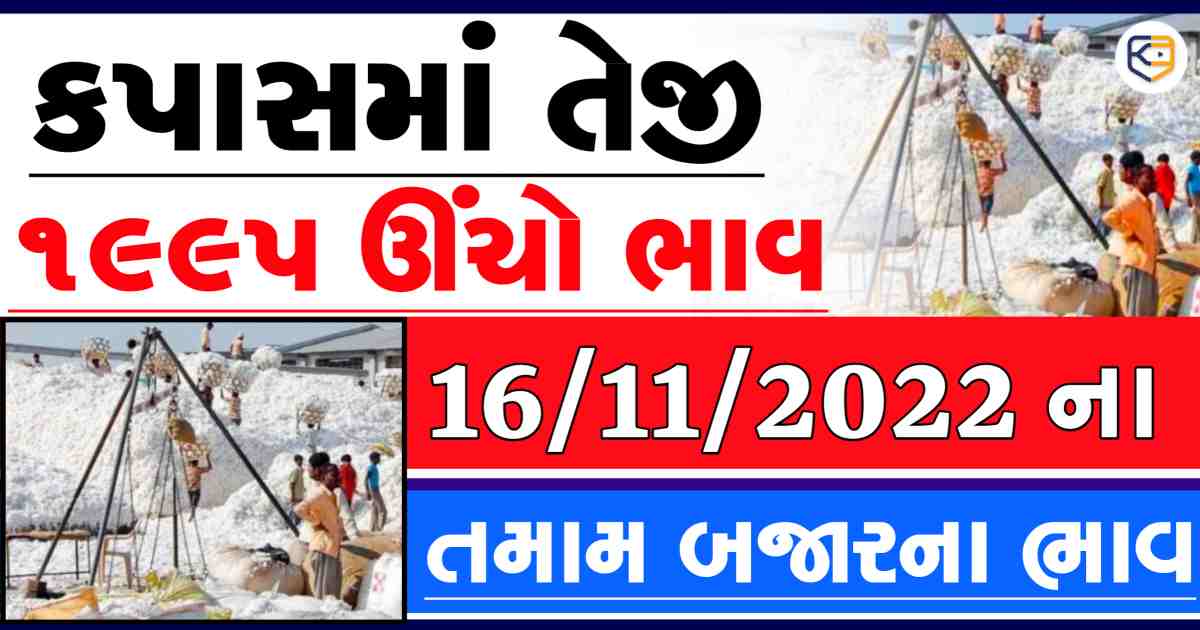 ઓલ ટાઇમ હાઈ બોલાયા કપાસના ભાવો: 1995 રૂપિયા ઊંચો ભાવ, જાણો તમામ બજારોનાં ભાવ