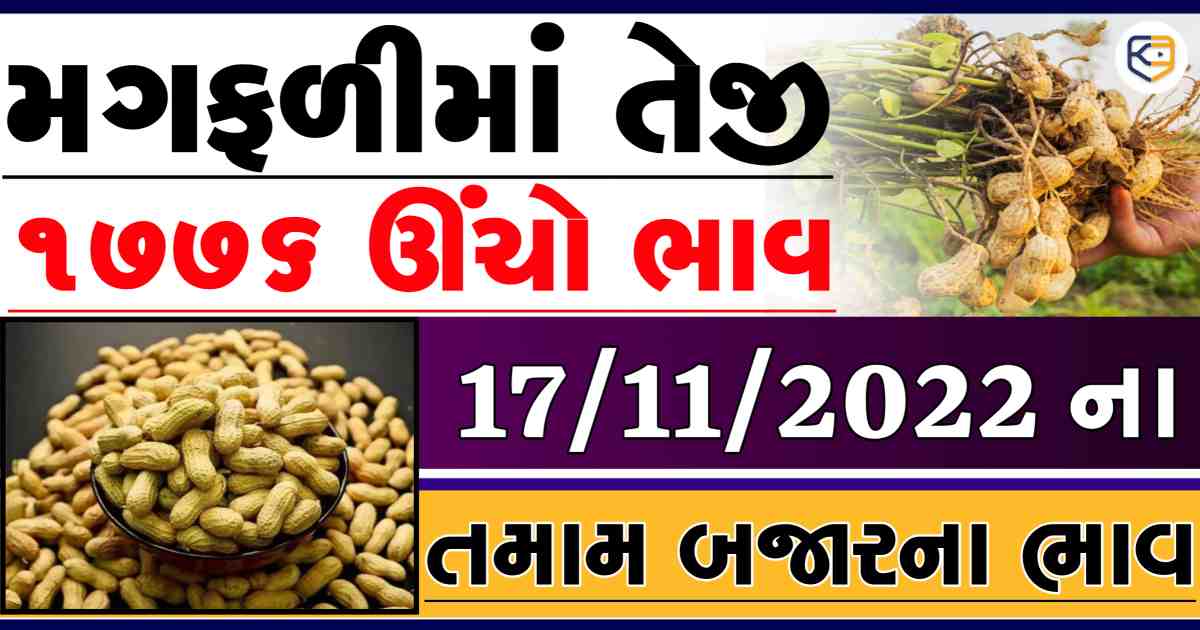 મગફળીના ભાવમાં ઉછાળો આવ્યો: ખેડૂતો જાણી લો આજનાં બજાર ભાવ