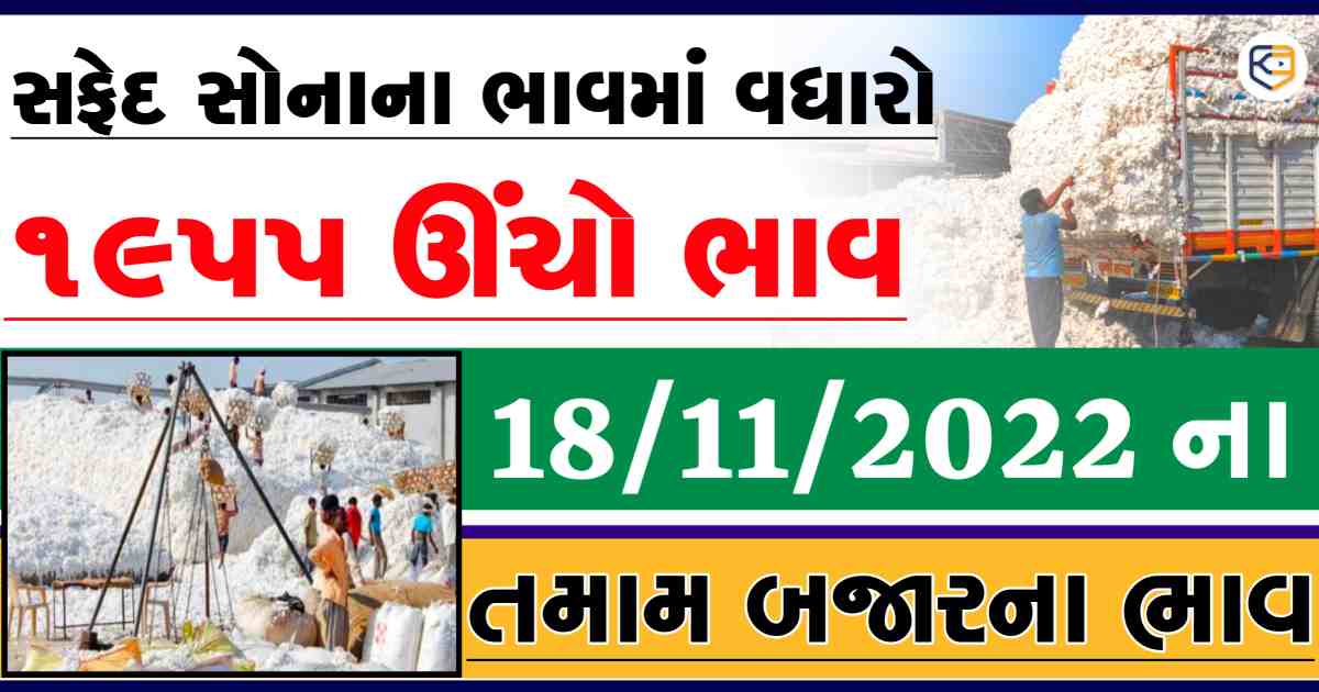 1955 બોલાયા કપાસના ભાવ: ખેડૂતોમાં ખુશીની લહેર, જાણો આજની માર્કેટીંગ યાર્ડનાં ભાવ