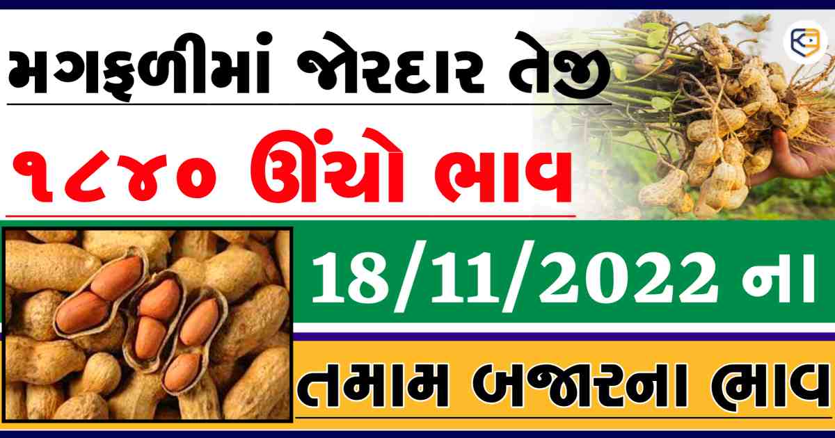1840 બોલાયા મગફળીના ભાવ: જાણો કયા યાર્ડમાં કેટલા ભાવ મળી રહ્યા છે ખેડૂતોને ?