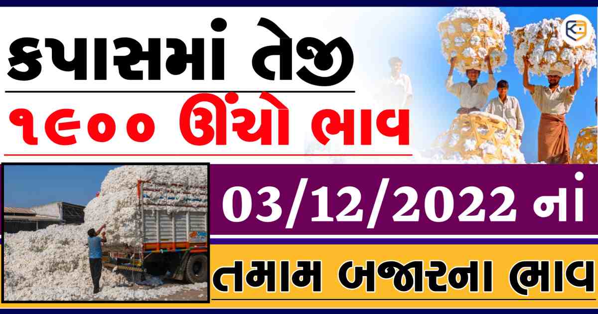 કપાસનાં ભાવમાં ફરી એકવાર ઉછાળો, જાણો આજનાં (03/12/2022) નાં કપાસના ભાવ