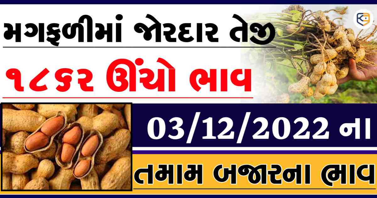 મગફળીના ભાવમાં ઉછાળો: 1862 રૂપિયા ઊંચો ભાવ, ભાવમાં હવે વધારો થશે ?