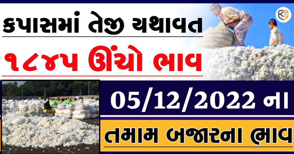 કપાસમાં તેજી: 1845 ઊંચો ભાવ, શું હવે કપાસના ભાવ વધશે ? જાણો આજનાં તમામ બજારોનાં ભાવ