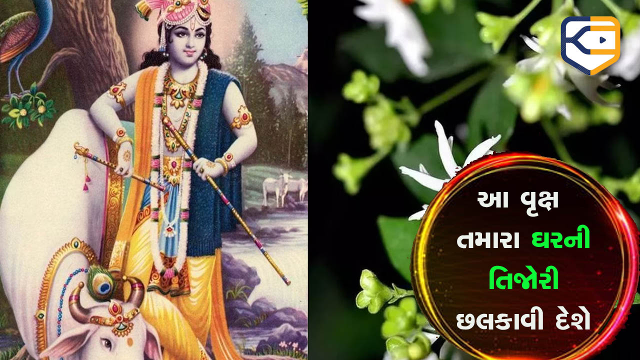 ભગવાન કૃષ્ણ પોતે આ વૃક્ષને ધરતી પર લાવ્યા હતા, ઘરમાં લગાવો એટલે તરત જ પૈસાનો ઢગલો થઈ જશે