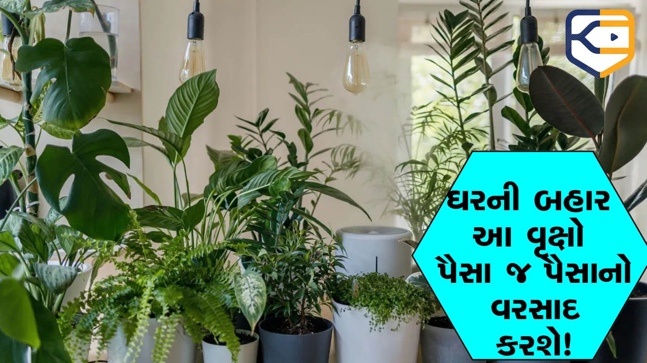 ઘરની બહાર લગાવેલ આ છોડ સોનાના સિક્કાનો વરસાદ કરે, જેવા જ વાવો કે ચારે બાજુથી પૈસાનો વરસાદ થાય!